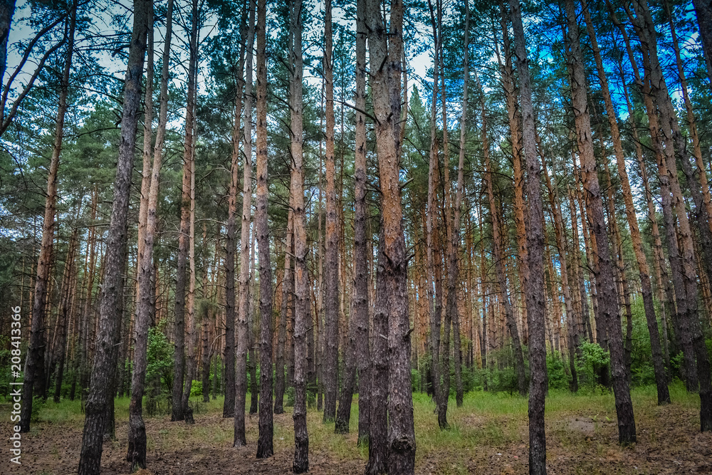 Coniferous forest against the sky Coniferous forest against the sky