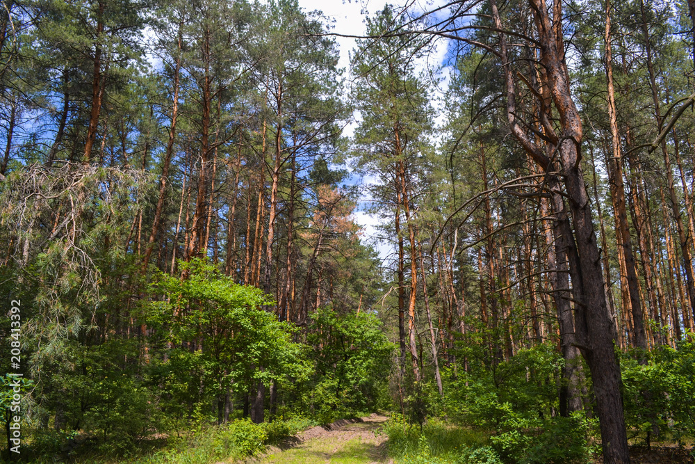 Fototapeta premium Coniferous forest against the sky