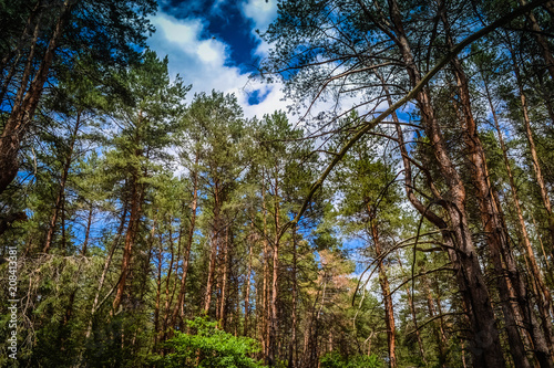Coniferous forest against the sky