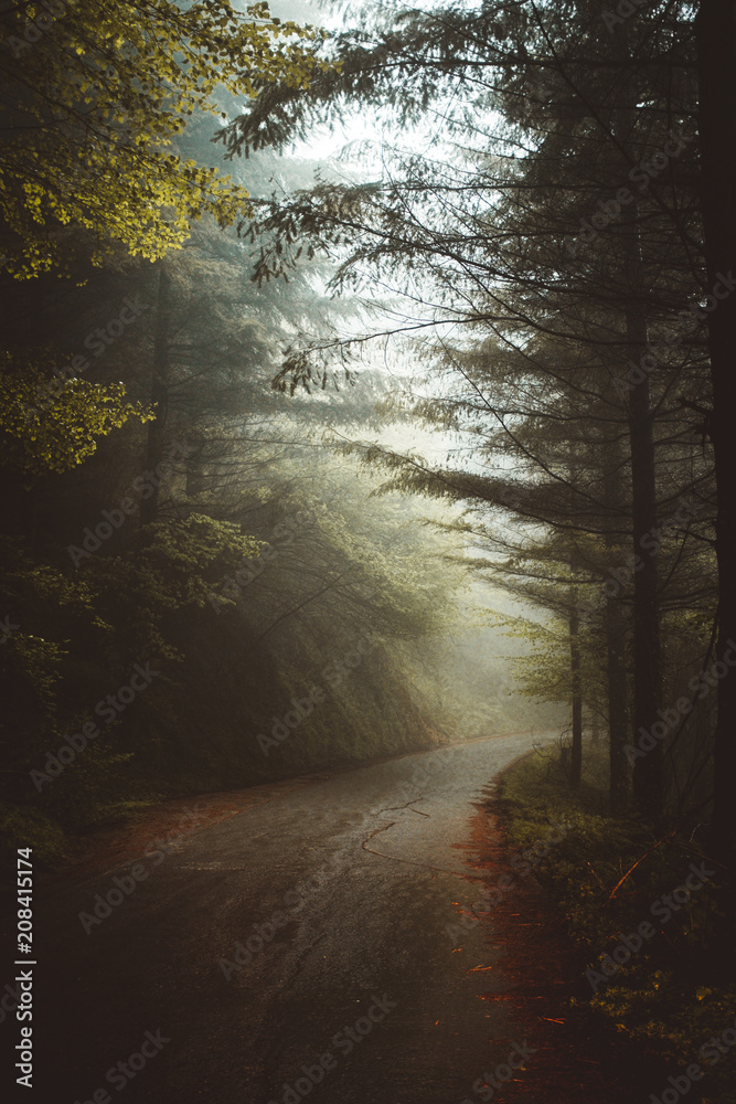 Mysterious foggy road in forest Mysterious foggy road in forest