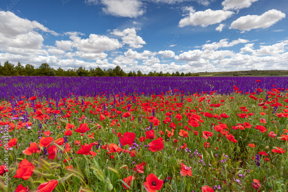 Campo de amapolas