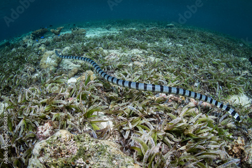 Banded Sea Snake Swimming Over Seagrass