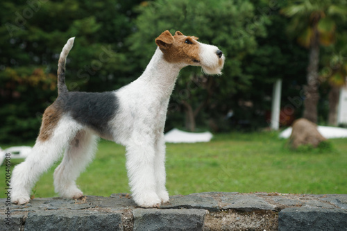 Schilderij op canvas Fox terrier in posa per show