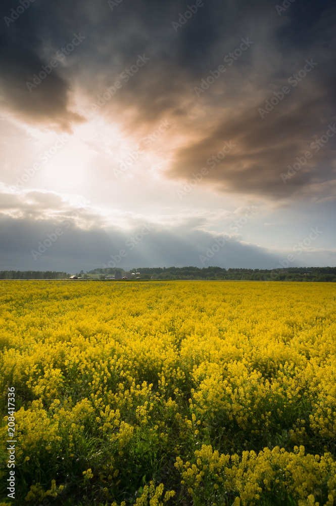 Yellow oilseed rape field under dramatic, stormy sky