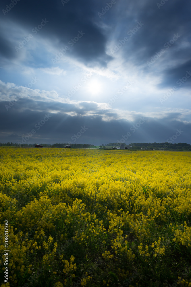 Yellow oilseed rape field under dramatic, stormy sky