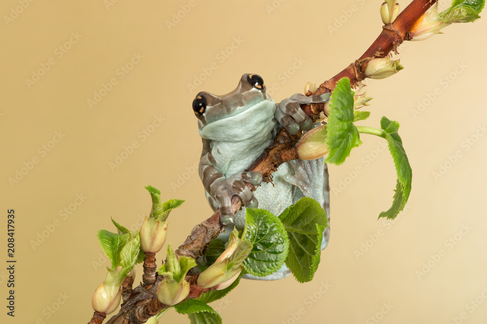 Naklejka premium Mission Golden-eyed Tree Frog (Trachycephalus resinifictrix)/Mission Golden-eyed Tree Frog perched on thin branch