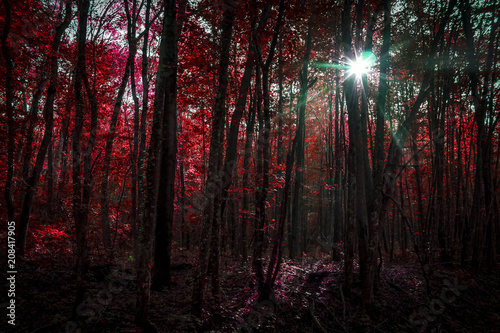 The Dark Forest