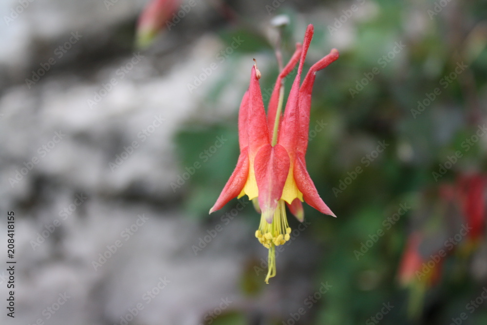 Mountain Flower