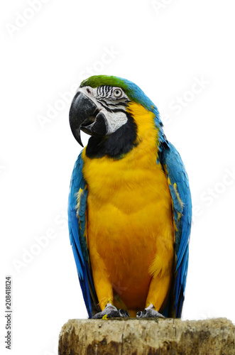 The macaw a white background. © Thiradech