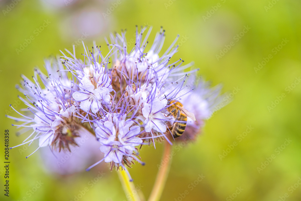 Macro of a bee collecting pollen on flower Macro of a bee collecting pollen on flower