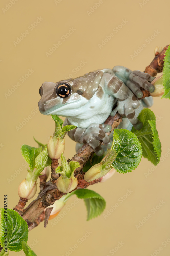 Obraz premium Mission Golden-eyed Tree Frog (Trachycephalus resinifictrix)/Mission Golden-eyed Tree Frog perched on thin branch