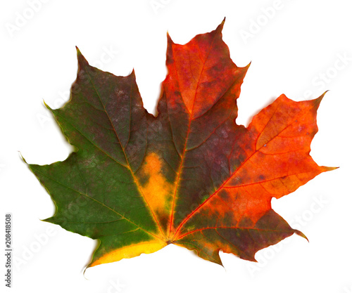 Autumn multicolored maple-leaf