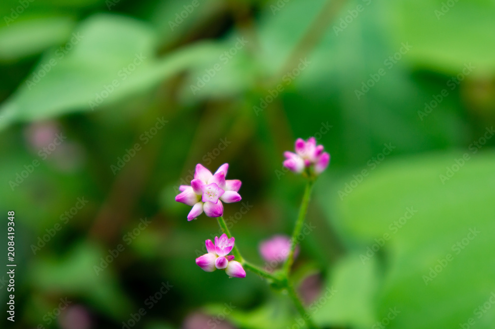 秋の明日香村でみた花 秋の明日香村でみた花