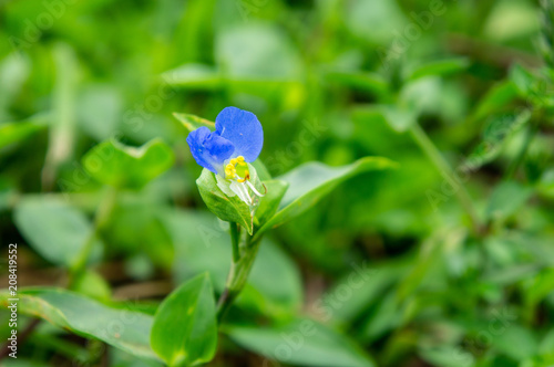 秋の明日香村でみた花