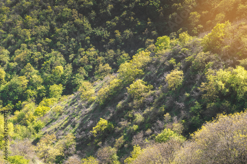 Wonderful view - trees growing on the slope