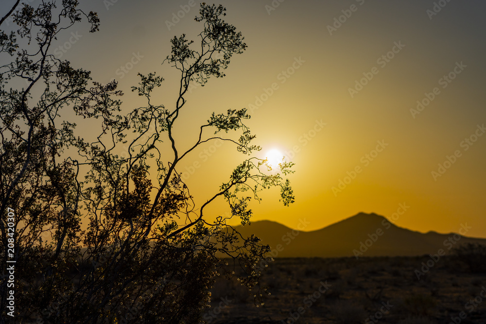 sunrise, desert plants, desert sunrise; mojave california