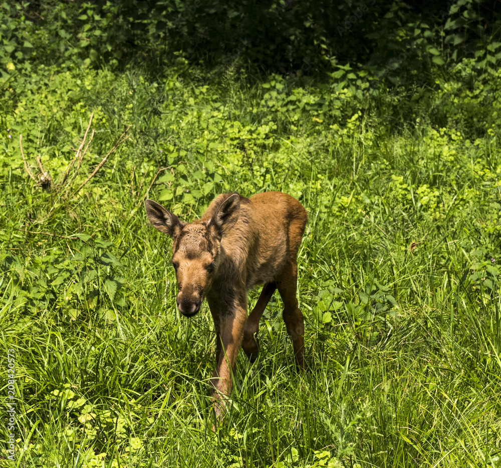 Young elk calf on a meadow. Karlsruhe, Germany, Europe
