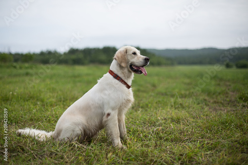 Profile Portrait of happy golden retriever dog with tonque out sitting in the field in summer season