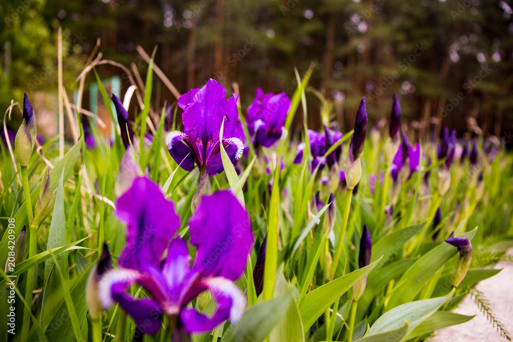 Fototapeta premium flowers blue irises