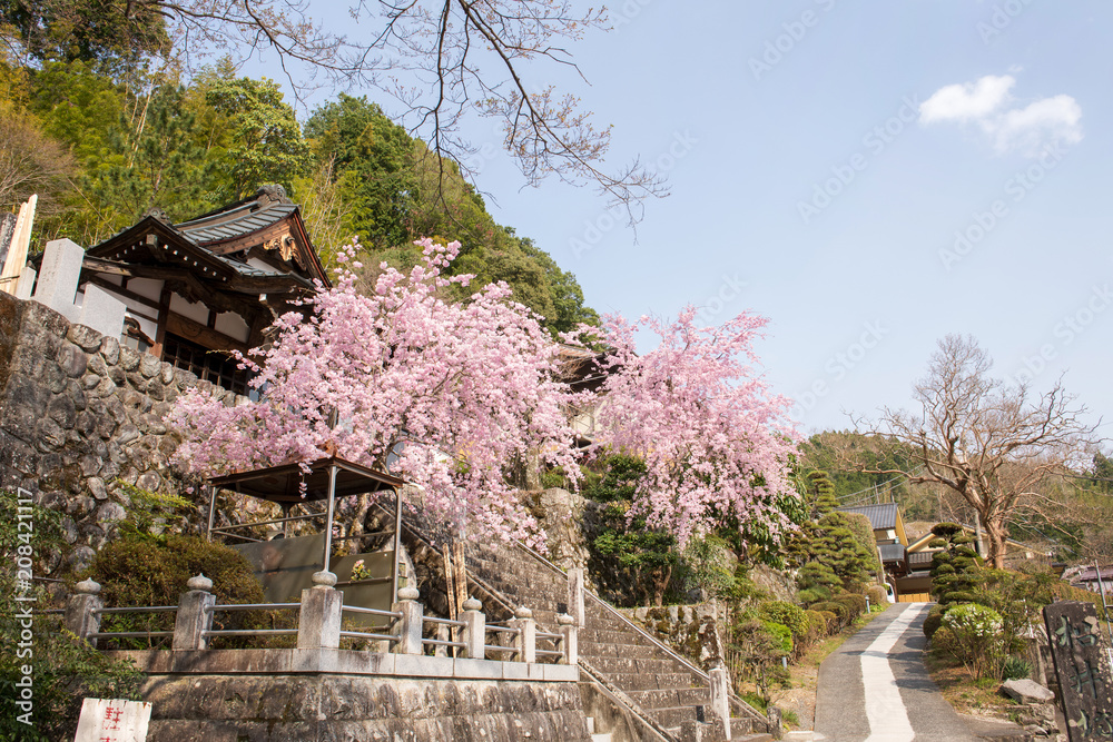 身延山久遠寺周辺・桜