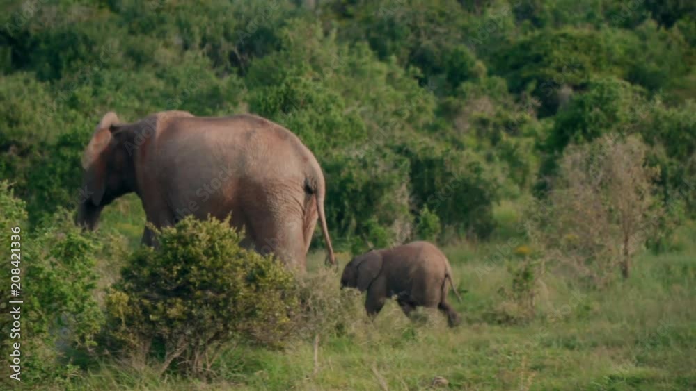 Baby elephant crossing road with mother