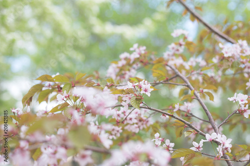 Image of Soft focus Cherry Blossom or Sakura flowers on natural background. Floral spring background