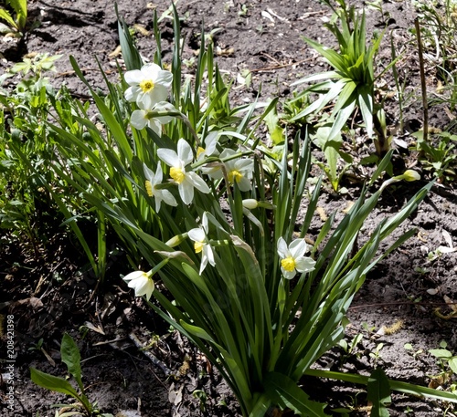 Fototapeta Naklejka Na Ścianę i Meble -  Narcissus flowers lit by the spring sun