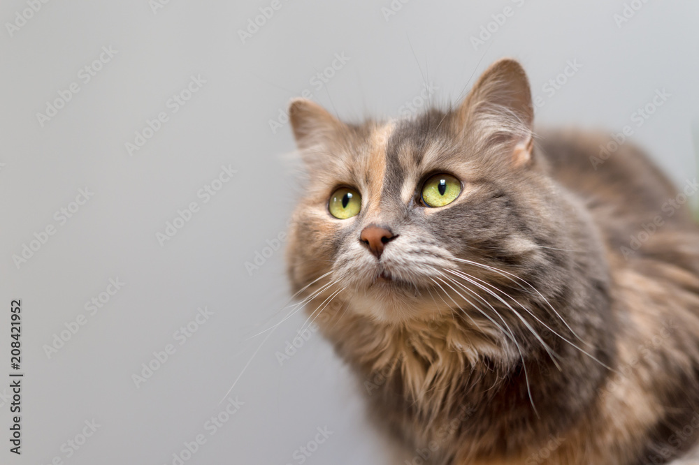 Calico cat looking up over grey background Calico cat looking up over grey background