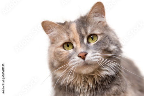 Portrait of a calico cat looking at the camera