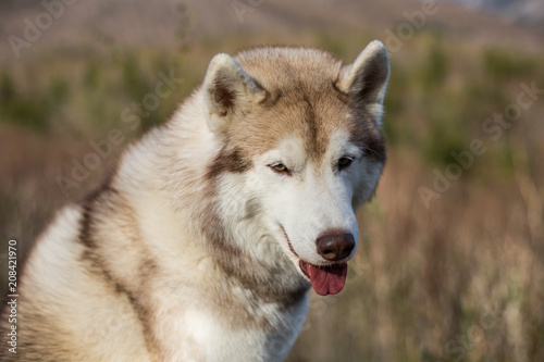 Close-up Portrait of beige and white Siberian Husky dog looking to the camera in the forest on mountains background.