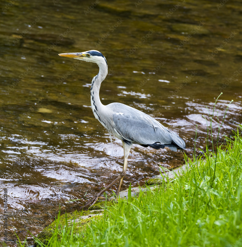 Herons hunting in the river. Baden Baden, Baden Wuerttemberg, Germany