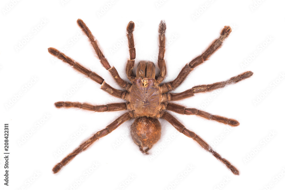 spider tarantula on white isolated background spider tarantula on white isolated background