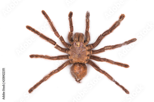 spider tarantula on white isolated background