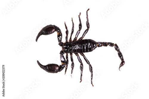 black scorpion emperor on a white background
