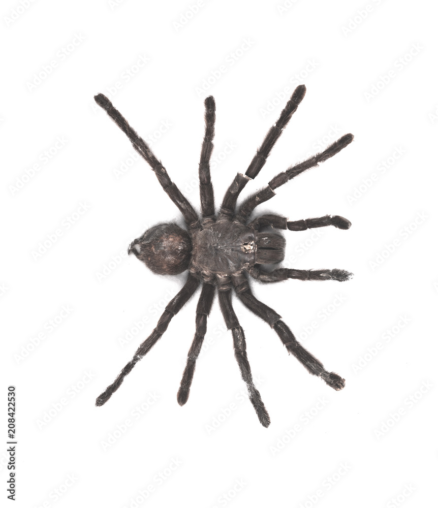 spider tarantula on white isolated background spider tarantula on white isolated background