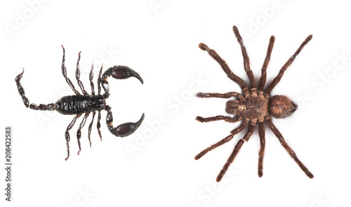 spider and scorpion