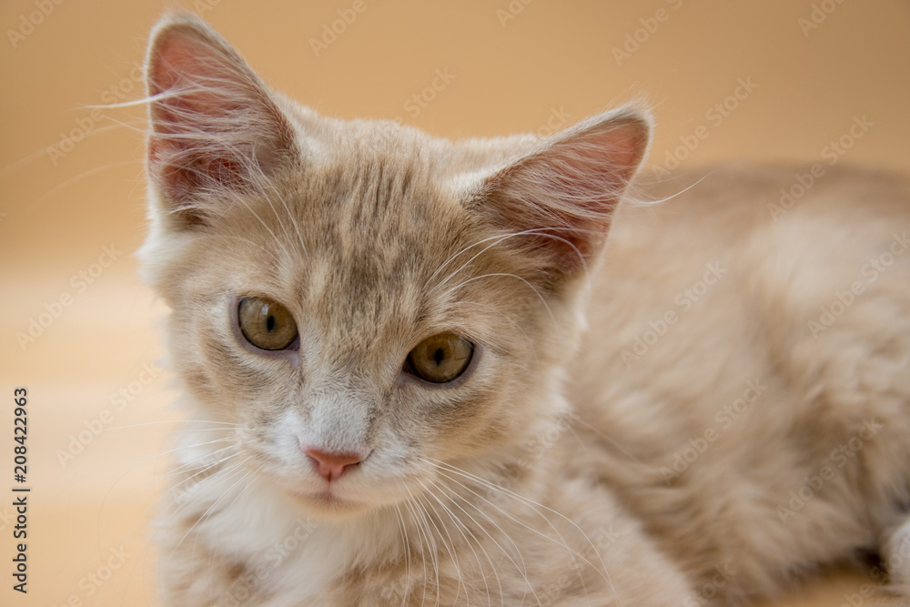 13 week old male  sandy orange kitten posing for pictures in a lightbox.