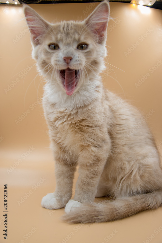 13 week old male sandy orange kitten posing for pictures in a lightbox. 13 week old male sandy orange kitten posing for pictures in a lightbox.