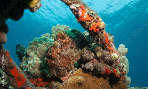 Frogfish Camouflage with the Colorful Coral in this Underwater Reef Landscape Shot