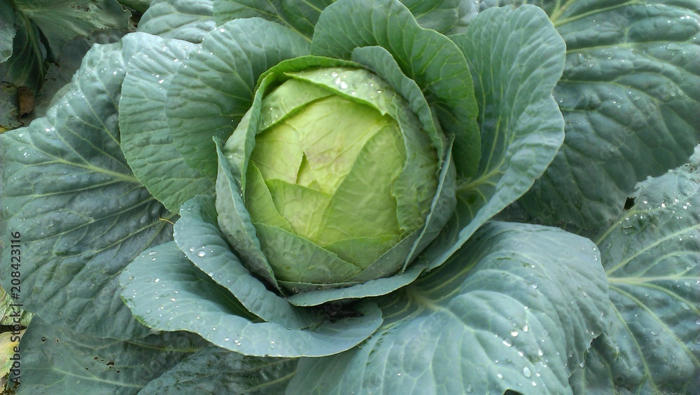 Cabbage Cabbage