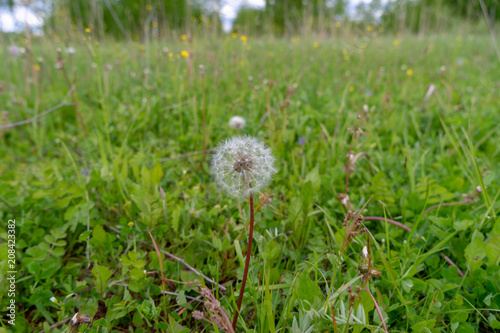 Dandelion