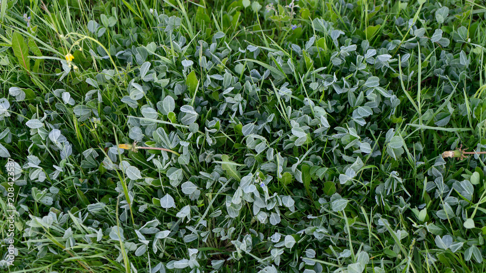 Frozen clover Frozen clover