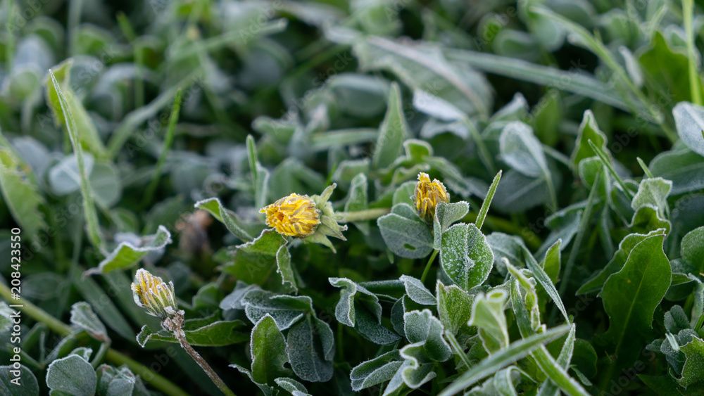 Frozen dandelion