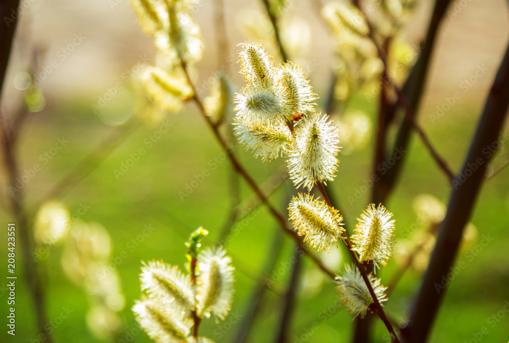 Bright yellow Salix willow tree catkin buds in sunlight at spring. Abstract natural background. Bright yellow Salix willow tree catkin buds in sunlight at spring. Abstract natural background.