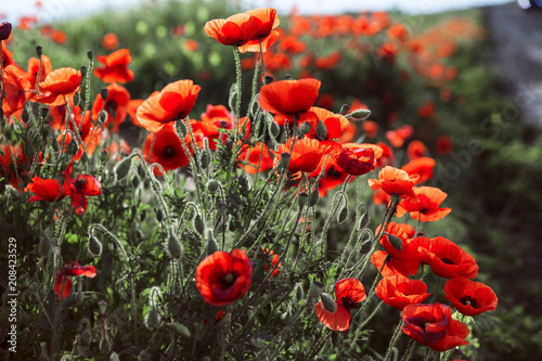 Fototapeta Naklejka Na Ścianę i Meble -  poppy field, morning sunrise