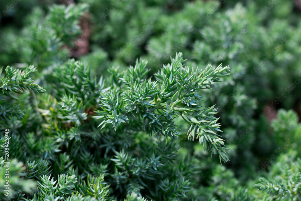 Branch of juniper tree textured nature background Branch of juniper tree textured nature background