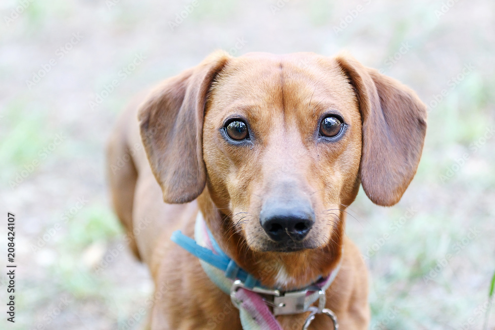 close-up beautiful brown dachshund walking in the forest. Cute portrait of a dog breed dachshund red tan. Dachshund in the forest