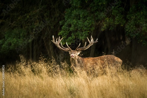 Majestic powerful adult red deer stag outside autumn forest in Dyrehaven, Denmark. Mating season, deer in natural forest habitat, big beautiful animal, Wildlife scene form nature.