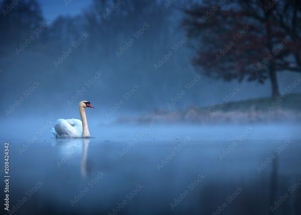 Mute swan (Cygnus olor) gliding across a mist covered lake at dawn. Amazing morning scene, misty morning, beautiful majestic swan on the lake in morning mist, fairy tale, swan lake, beauty - obrazy, fototapety, plakaty 