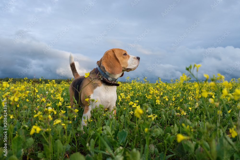 Beagle dog on a yellow field of flowering rape Beagle dog on a yellow field of flowering rape